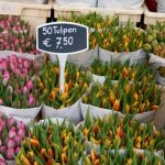 tulppaanit tulppaanit