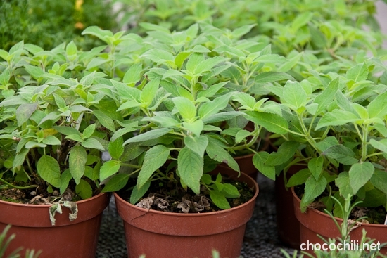 ananassalvia1