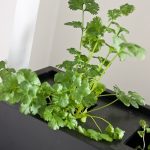 korianteri korianteri