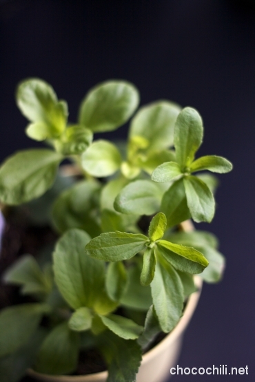 stevia