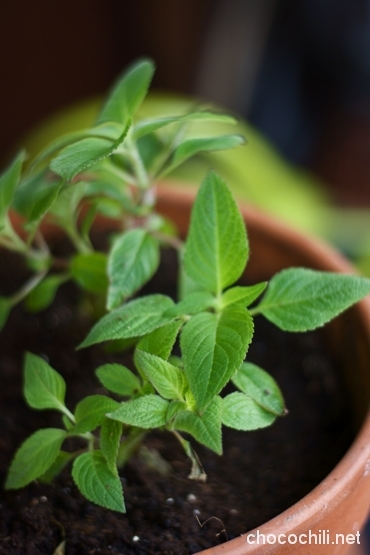 ananassalvia