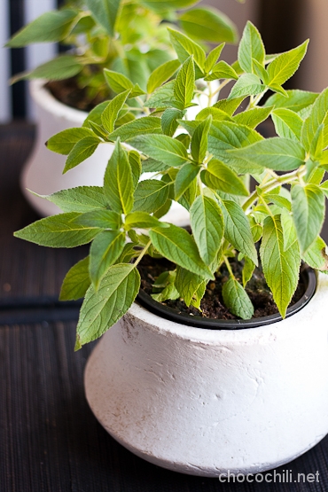 ananassalvia