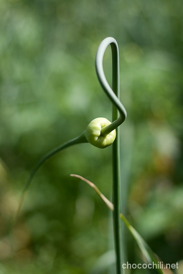 valkosipuli