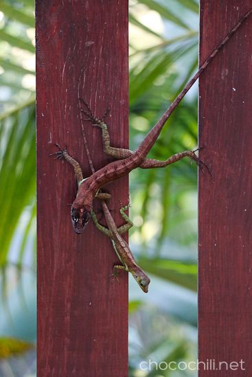 tobago2