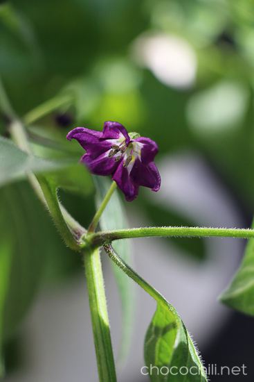 minirocoto