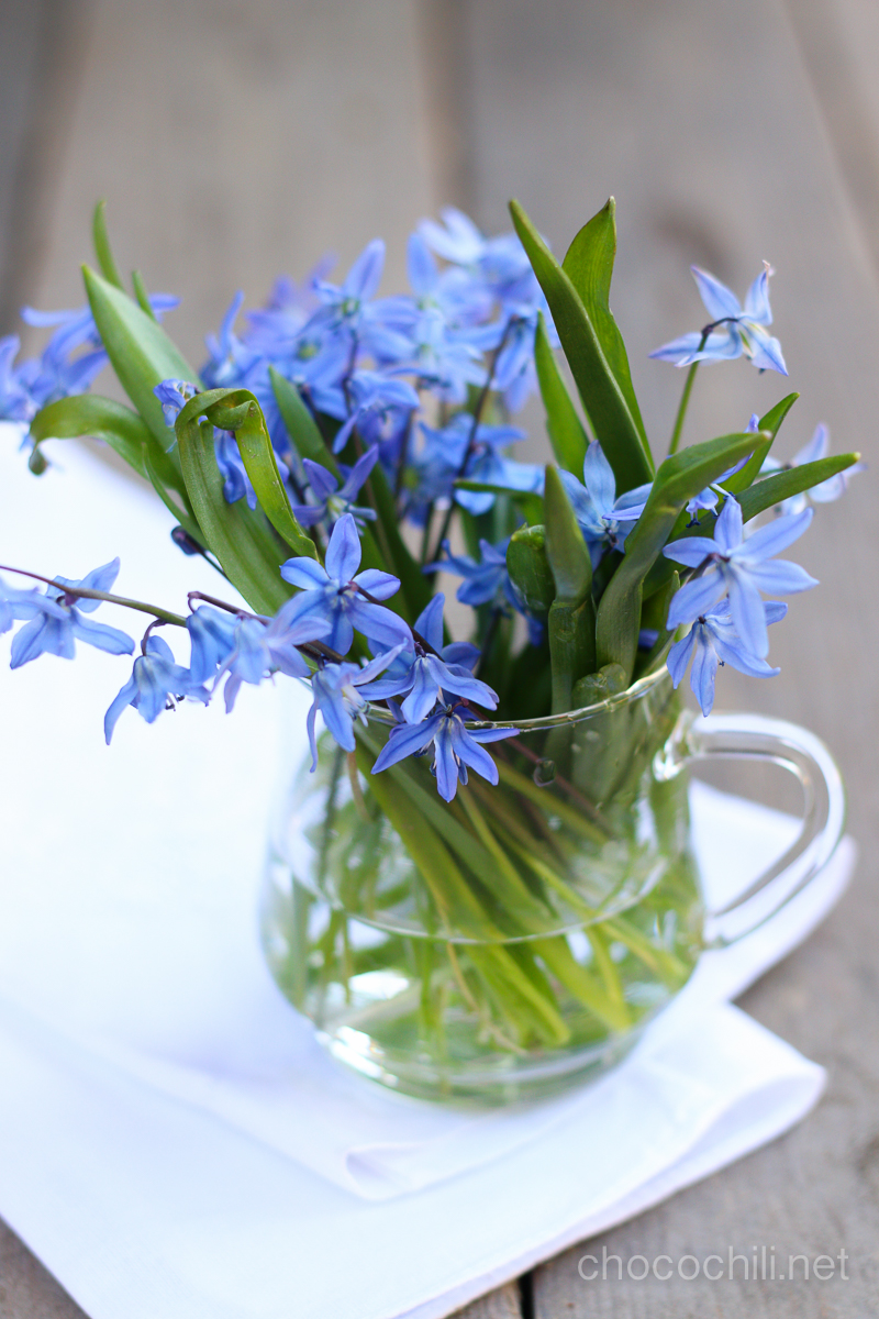 scilla